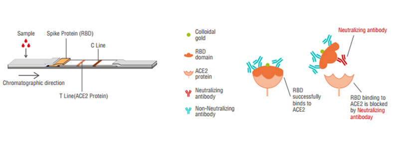 新型冠状病毒中和抗体原理